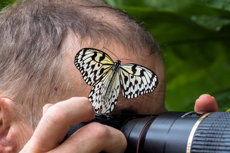 Idea leuconoe, the paper kite, rice paper or large tree nymph is known especially for its presence in butterfly houses and live butterfly expositions. It has a wingspan of 12 to 14 cm.の写真素材