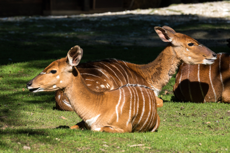 Indian Blackbuck, Antelope cervicapra or Indian antelope. The blackbuck inhabits grassy plains and slightly forested areas. Fast animals, the blackbuck can run at as high as 80 kilometers per hours.の写真素材