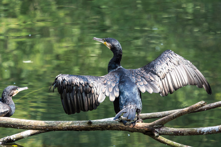 The great cormorant, Phalacrocorax carbo known as the great black cormorant across the Northern...