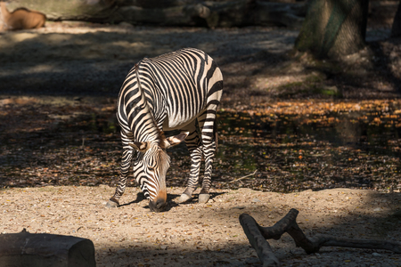 The Hartmann's mountain zebra, Equus zebra hartmannae is a subspecies of the mountain zebra found in far south-western Angola and western Namibia.の写真素材
