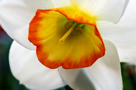 Blooming Poets Narcissus flower, know also as Poets Daffodil, Nargis, Phesants eye, Findern flower or Pinkster lily - Narcissus poeticus - in spring season in a botanical gardenの写真素材
