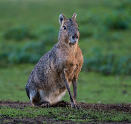 Patagonian Mara, Dolichotis patagonum. These large relatives of guinea pigs are common in the Patagonian steppes of Argentina but live in other areas of South America as well such as Paraguay.の写真素材