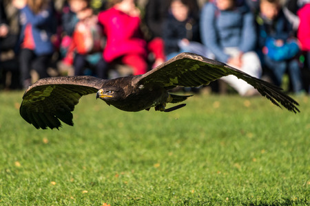 The Harris's hawk, Parabuteo unicinctus formerly known as the bay-winged hawk or dusky hawk, is a...