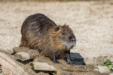 Coypu, Myocastor coypus, also known as river rat or nutria, is a large, herbivorous, semiaquatic rodent and only member of family Myocastoridae.の写真素材