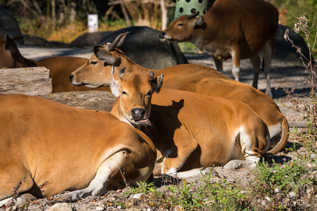 Banteng, Bos javanicus or Red Bull It is a type of wild cattle But there are key characteristics that are different from cattle and bison is: A white band bottom in both males and females.の写真素材