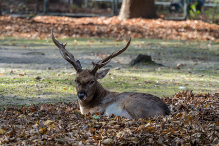 The fallow deer, Dama dama is a ruminant mammal belonging to the family Cervidae.の写真素材