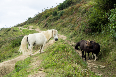 The Acantilado Flysch in Zumaia - Basque Country. Flysch is a sequence of sedimentary rock layers that progress from deep-water and turbidity flow deposits to shallow-water shales and sandstones.の写真素材