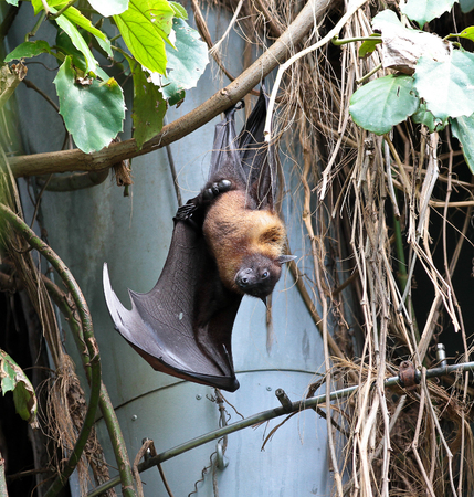 Big Bat hanging upside down, Indian flying fox Pteropus giganteus, Pteropodidae, also known as the...