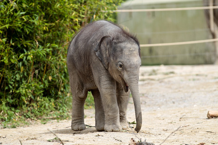 The Asian elephant, Elephas maximus also called Asiatic elephant, is the only living species of the genus Elephas and is distributed in the Indian subcontinent and Southeast Asiaの写真素材