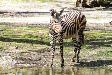 The Hartmann's mountain zebra, Equus zebra hartmannae is a subspecies of the mountain zebra found in far south-western Angola and western Namibia.の写真素材