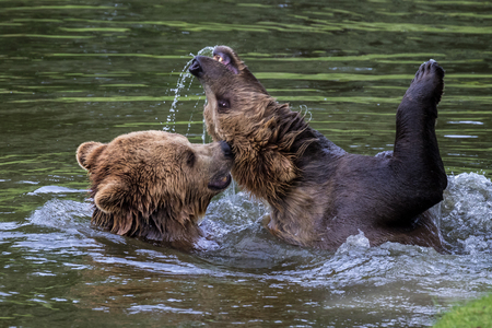 European brown bear, ursus arctos in a park in germanyの写真素材