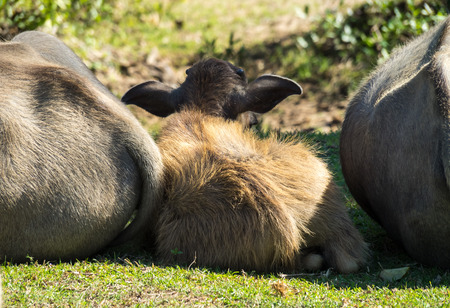 Somphamit Waterfalls or Liphi Waterfalls at Don Khone island in Laosの写真素材