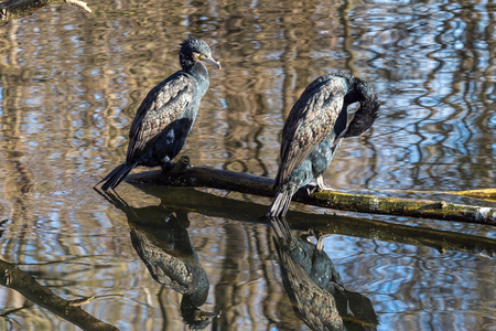 The great cormorant, Phalacrocorax carbo drying his feathers.の写真素材