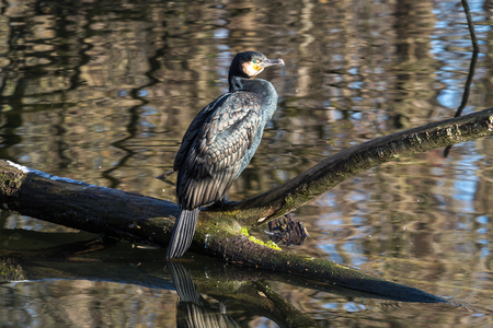 The great cormorant, Phalacrocorax carbo drying his feathers.の写真素材