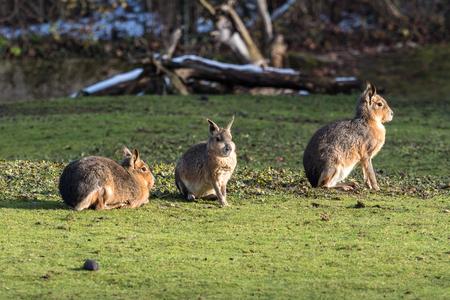 Patagonian Mara, Dolichotis patagonum are large relatives of guinea pigsの写真素材