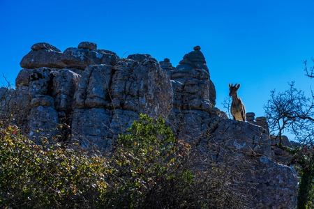 Spanish Ibex, Capra pyrenaica in Torcal de Antequera National Park, Spain
