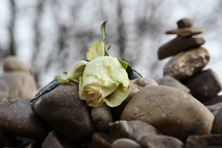 walking in Hofgarten Park in Munich on a autumn day, Germany in Europeの写真素材