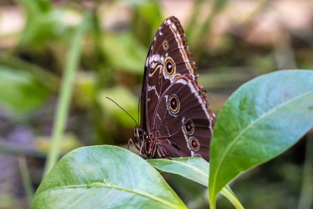 Blue morpho butterfly or the emperor, morpho peleides resting on a flower with his beautiful big...