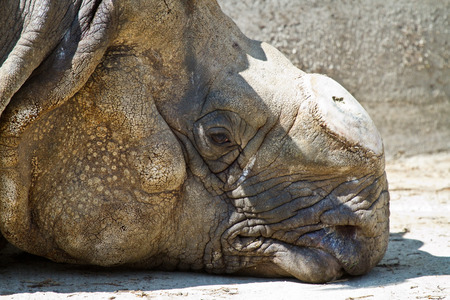 The Indian Rhinoceros, Rhinoceros unicornis is also called Greater One-horned Rhinoceros and Asian One-horned Rhinoceros and belongs to the Rhinocerotidae family.の写真素材