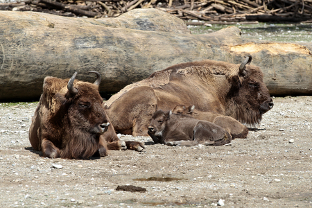 The European bison, Bison bonasus, also known as wisent or the European wood bison, is a Eurasian species of bison.の写真素材