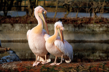 The Great White Pelican, Pelecanus onocrotalus also known as the rosy pelican is a bird in the pelican family.の写真素材
