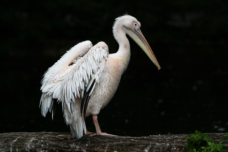 The Great White Pelican, Pelecanus onocrotalus also known as the rosy pelican is a bird in the pelican family.の写真素材