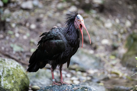The northern bald ibis, hermit ibis, or waldrapp lat.Geronticus eremita is a migratory bird found in barren, semi-desert or rocky habitats, often close to running water.の写真素材