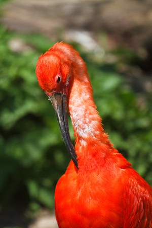 The Scarlet ibis, Eudocimus ruber is a species of ibis in the bird family Threskiornithidae. It inhabits tropical South America and islands of the Caribbean.の写真素材