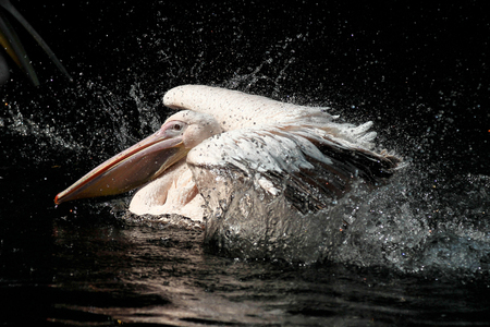 The Great White Pelican, Pelecanus onocrotalus also known as the rosy pelican is a bird in the pelican family.の写真素材