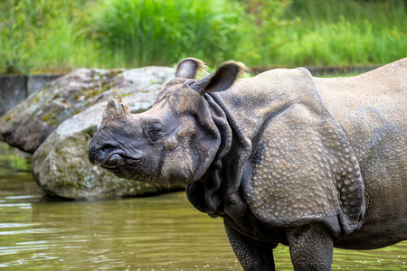 The Indian Rhinoceros, Rhinoceros unicornis is also called Greater One-horned Rhinoceros and Asian One-horned Rhinoceros and belongs to the Rhinocerotidae family.の写真素材