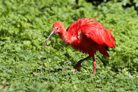 The Scarlet ibis, Eudocimus ruber is a species of ibis in the bird family Threskiornithidae. It inhabits tropical South America and islands of the Caribbean.の写真素材