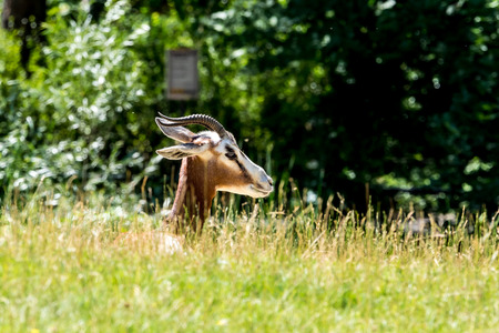 Dama gazelle, Gazella dama mhorr or mhorr gazelle is a species of gazelle. lives in Africa in the...