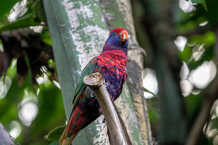 The scarlet macaw, Ara macao is a large red, yellow, and blue Central and South American parrot