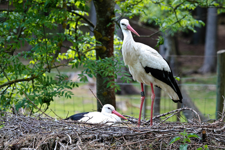 The European white stork, Ciconia ciconia is a large bird in the stork family Ciconiidae. Its plumage is mainly white, with black on its wings.の写真素材