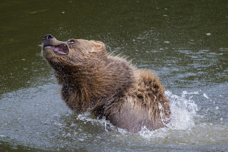 European brown bear, ursus arctos in a park in germanyの写真素材