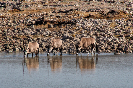 Oryx antelopes drinking at a waterhole in Etosha National Park in Namibiaの写真素材