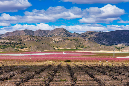 Orchards in bloom. A blossoming of fruit trees in Cieza, Murcia Spainの写真素材