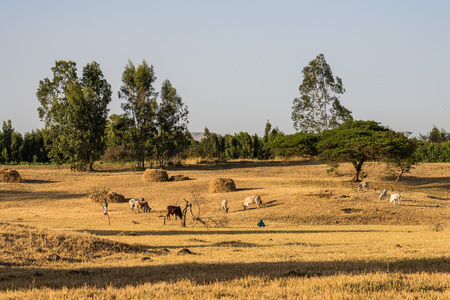 Brahman or Zebu bulls near the Blue Nile falls, Tis-Isat Falls, meaning great smoke in Amharic in Amara region of Ethiopia, Eastern Africaの写真素材