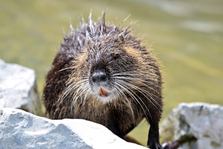 Coypu, Myocastor coypus, also known as river rat or nutria, is a large, herbivorous, semiaquatic rodent and only member of family Myocastoridae.の写真素材