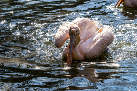 The Great White Pelican, Pelecanus onocrotalus also known as the rosy pelican is a bird in the pelican family.の写真素材