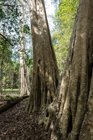 Ruins of ancient Beng Mealea Temple over jungle, Cambodia. Beng Mealea is a temple in the Angkor Wat style located 40 km east of the main group of temples at Angkor, its name means lotus pondの写真素材