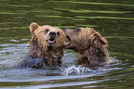 European brown bear, ursus arctos in a park in germanyの写真素材