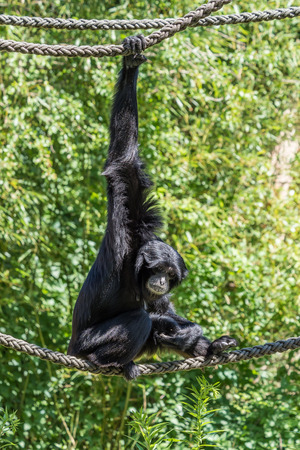 The siamang,Symphalangus syndactylus is an arboreal black-furred gibbon native to the forests of Malaysia, Thailand, and Sumatra. The largest of the gibbons.の写真素材