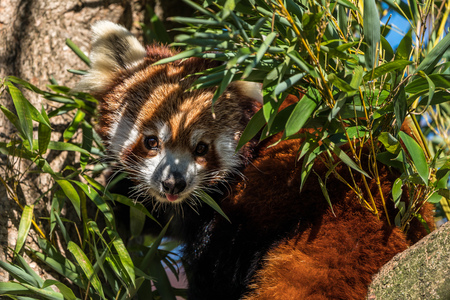 The red panda, Ailurus fulgens, also called the lesser panda.の写真素材
