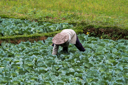 landscape view with farmland on the country main road from Luang Prabang to Vang Vieng in Laosの写真素材