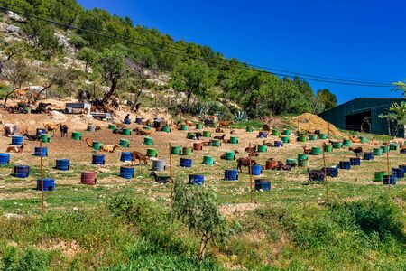 Goats near algodonales known for high quality cheese production in province Cadiz, Andalusia, Spainの写真素材