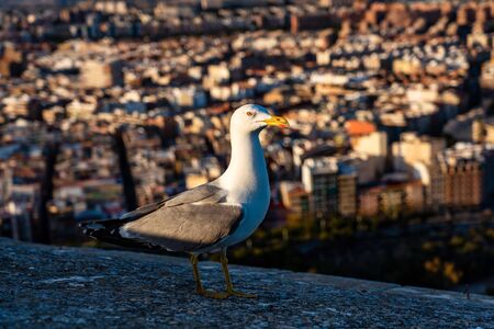 Seagull on the walls of Santa Barbara Castle in Alicante, Spain