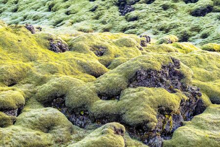 The Mossy Lava Fields near Vik in Iceland, Europe.の写真素材