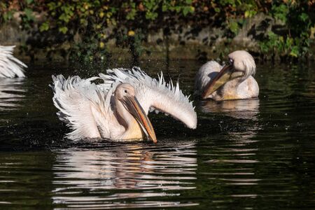 Great White Pelican, Pelecanus onocrotalus in the zooの写真素材