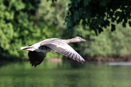 The greylag goose, Anser anser is a species of large goose in the waterfowl family Anatidae and the type species of the genus Anser.の写真素材
